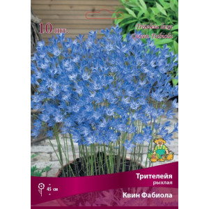 Трителейя рыхлая Бордо Квин Фабиола луковица 5/6 ПОИСК