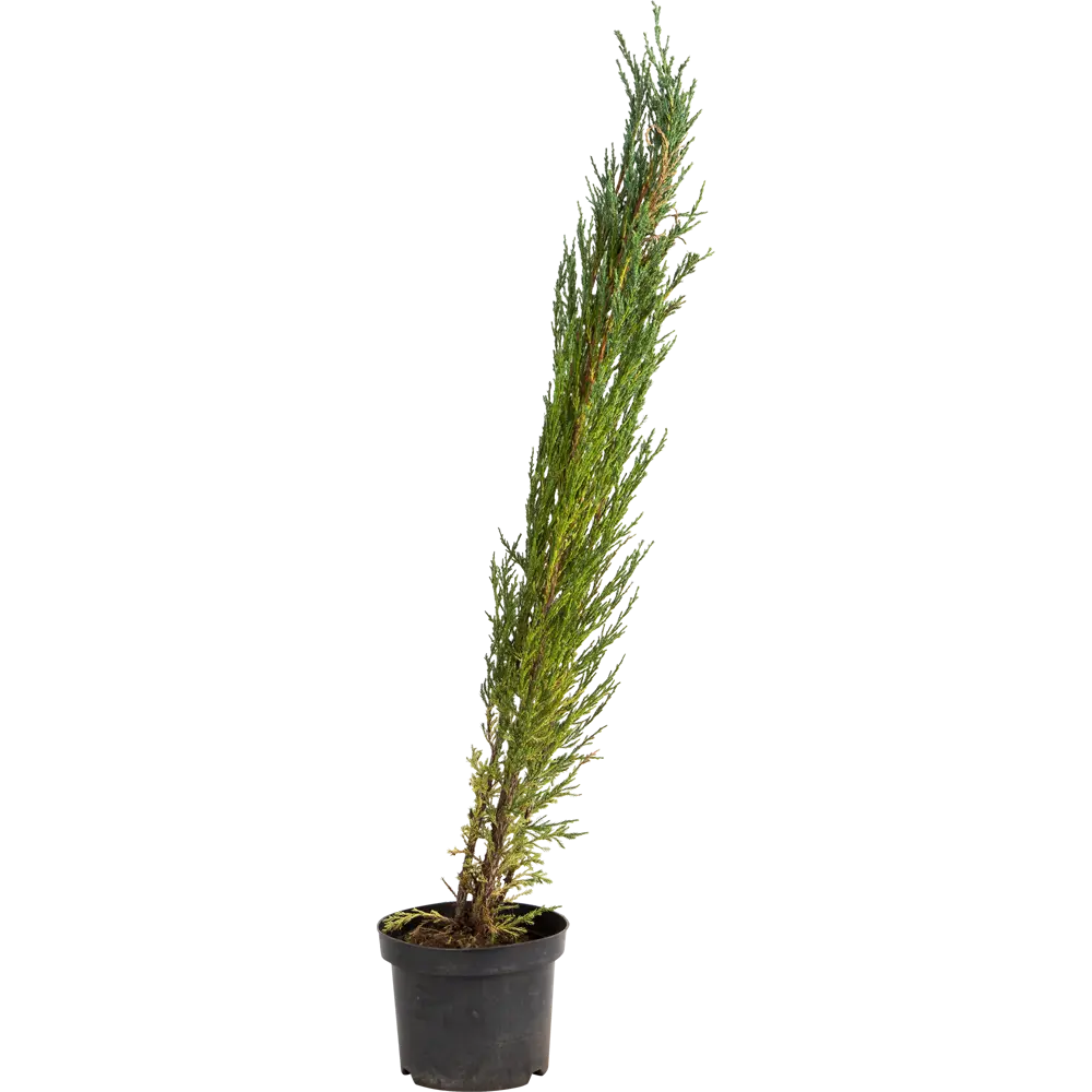 Можжевельник скальный «Блю Эрроу» С2, 40-50 см PLANTMARKET STLM-2174443