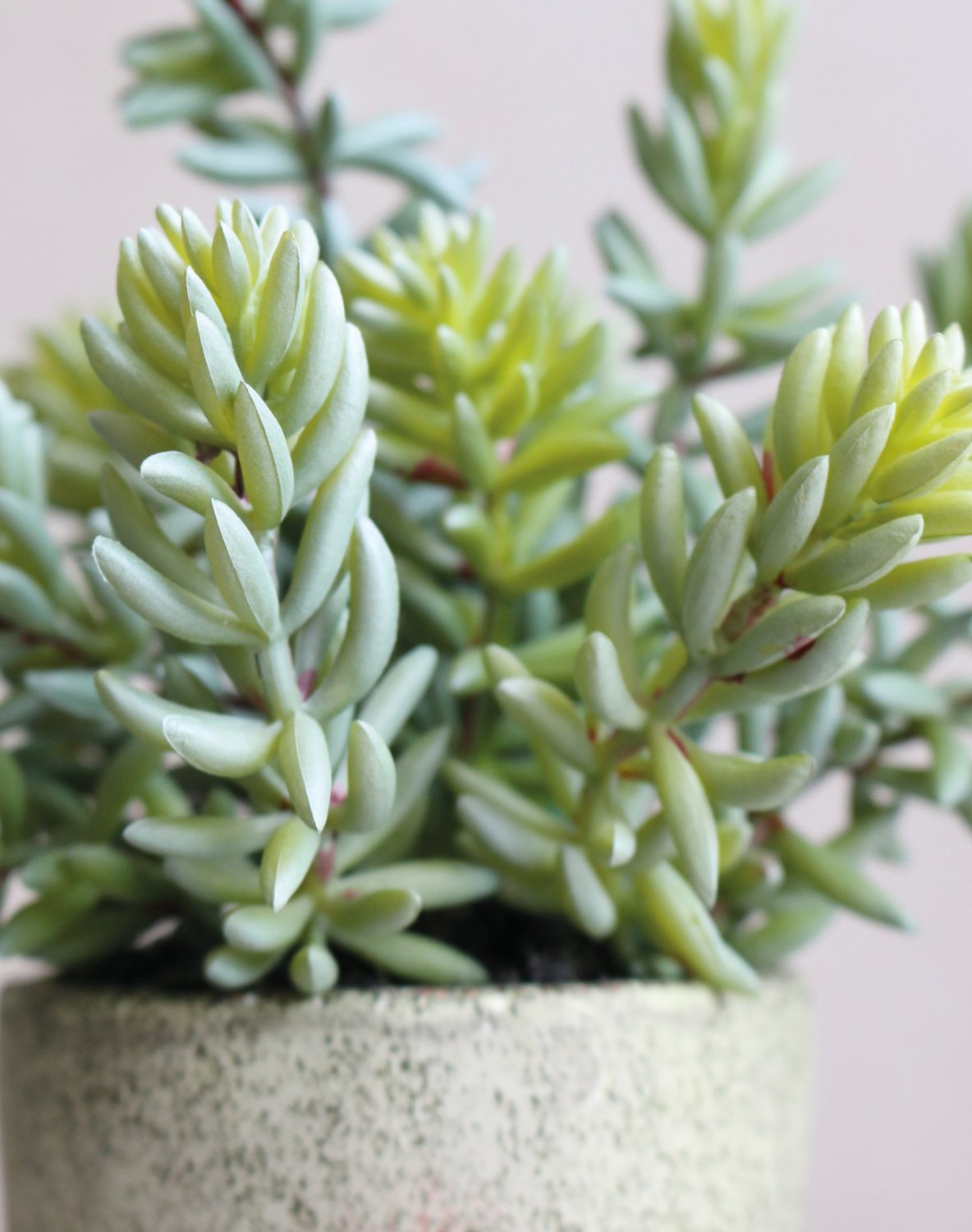 6103 883 a3 Искусственный суккулент, горшок, 19 см, зеленый H-andreas  - Вид №1