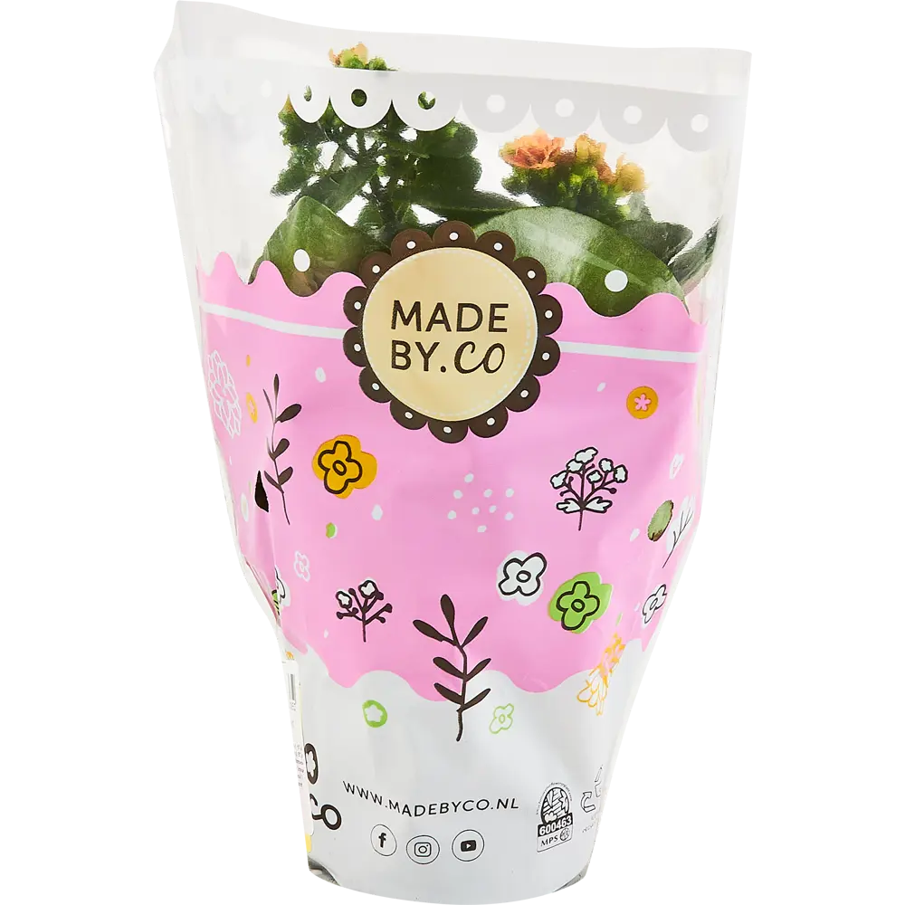 Santreyd Каланхое Дабл Квин Дженетик - цветущее совершенство в горшке 86749975 STLM-1483572 - Вид №4