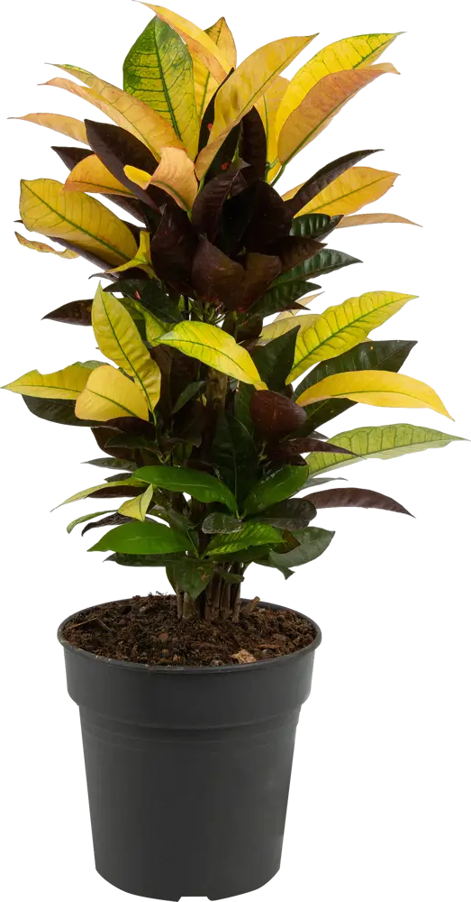 Santreyd Кодиеум Миссис Айстон - живая картина в интерьере 82578934