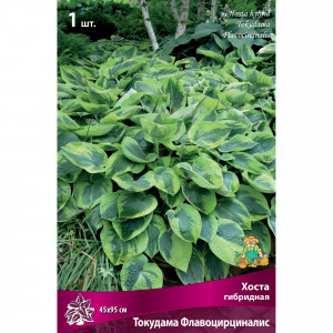 82118743 Хоста гибридная «Токудама Флавоцирциналис», 1 шт.