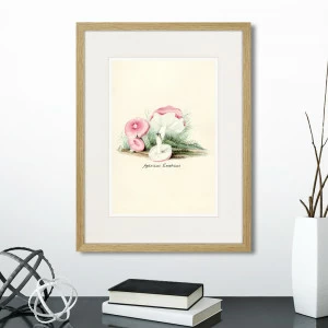 Литография на тонированной бумаге 42х32 см Botany illustration №6, 1836г. КАРТИНЫ В КВАРТИРУ  264506 Белый;коричневый;разноцветный