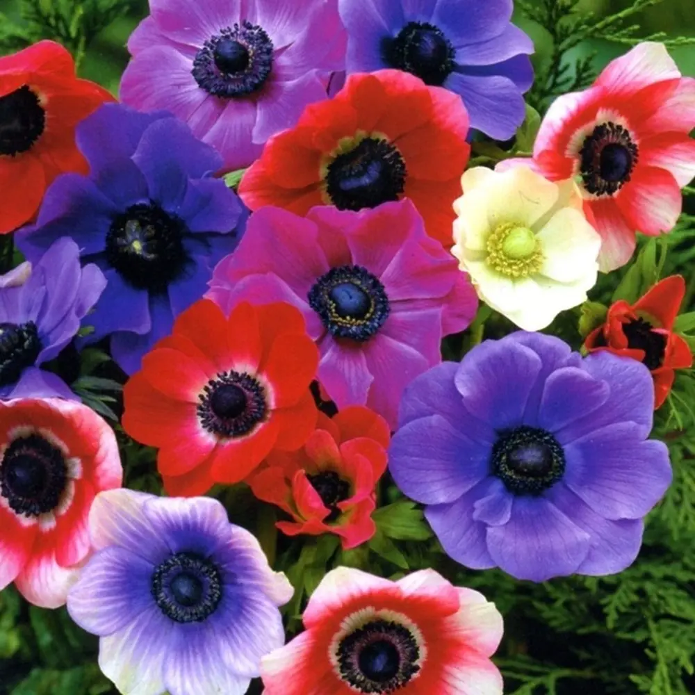 Анемона гибридная Mixed GEOLIA 5/6 10/75 STLM-2200487