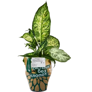 Диффенбахия Santreyd — изящное комнатное растение с ланцетными листьями 89351055