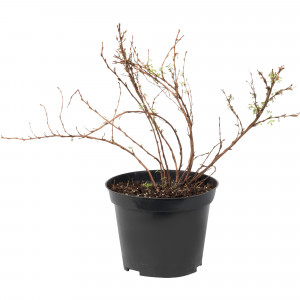 18468672 Лапчатка кустарниковая «Абботсвуд», С3/30-50 см