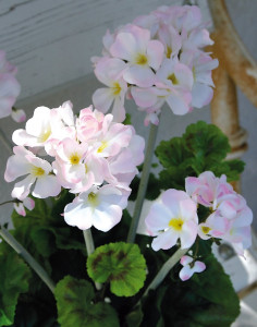 9847 705 a2 Герань шелковая, горшечная, 40 см, бело-розовая H-andreas