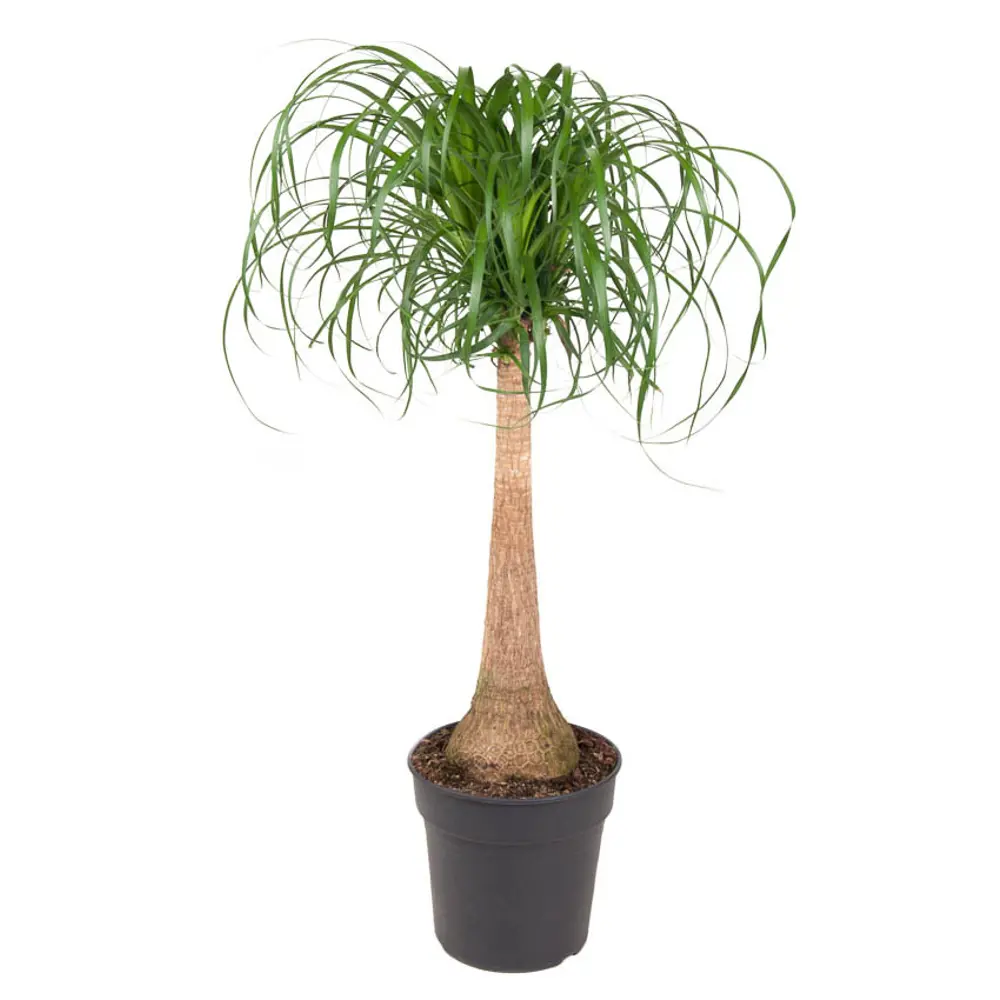 Santreyd Нолина Бокарнея 'Конский хвост' - комнатное растение с изящными листьями 87819682 STLM-0075883