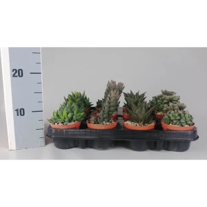 Хавортия Премиум микс Santreyd - комнатное растение для интерьера 89400413