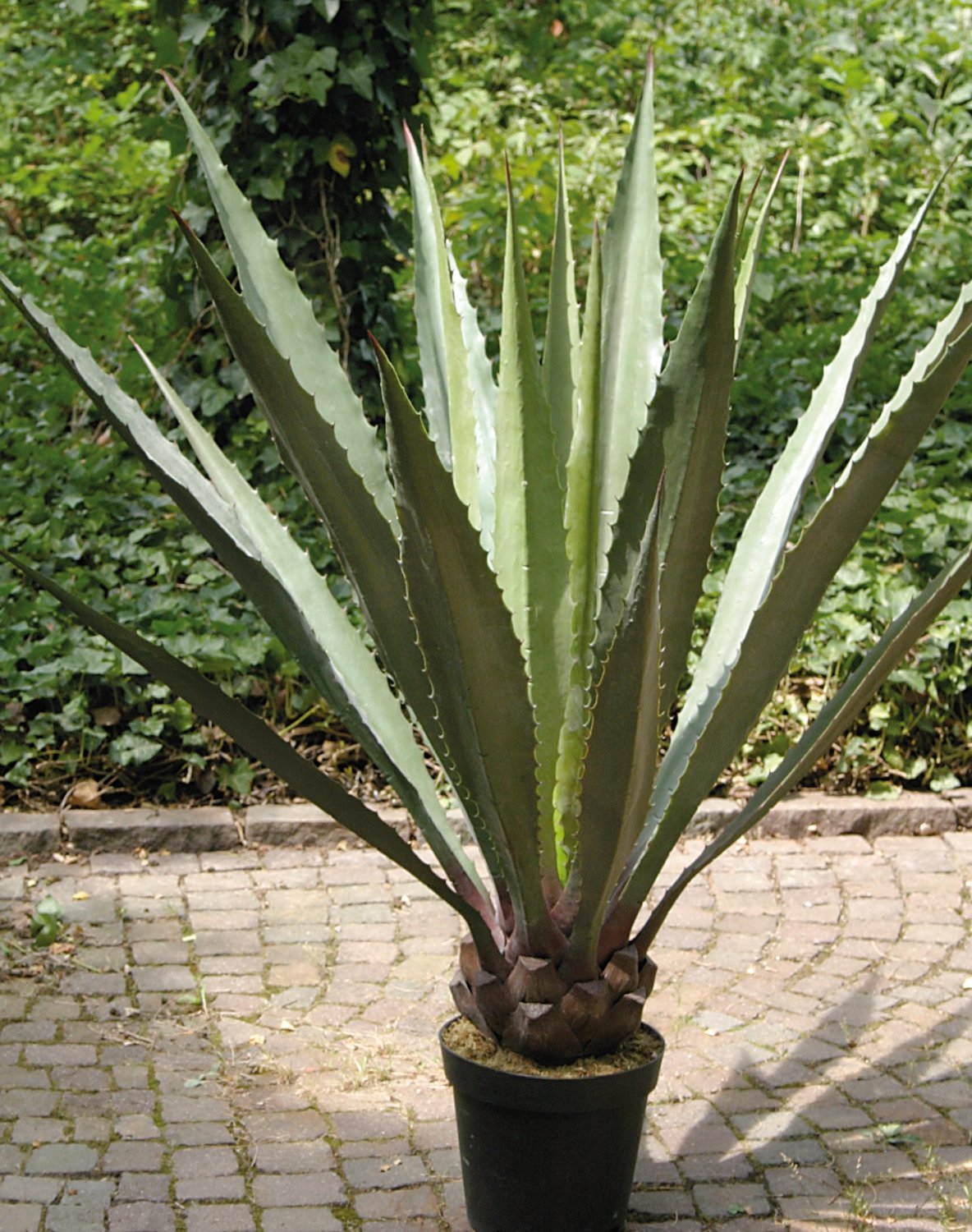 5716 809 a3 Шелковая агава, горшечная, 21 лист, 120 см, зелено-серая H-andreas  - Вид №1