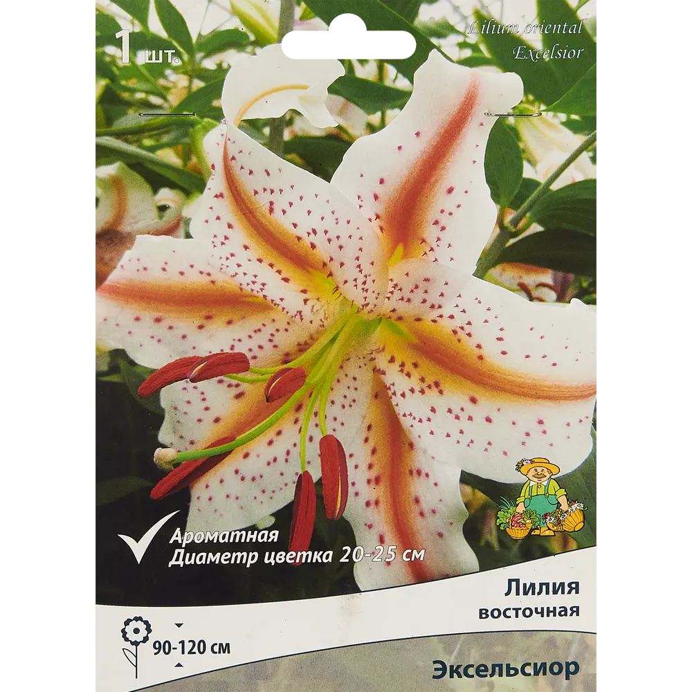 ПОИСК Лилия Эксельсиор - восточная красота для вашего сада 85205763 STLM-1578711