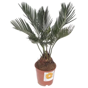 Santreyd Цикас революта — изящный саговник в горшке 81959329