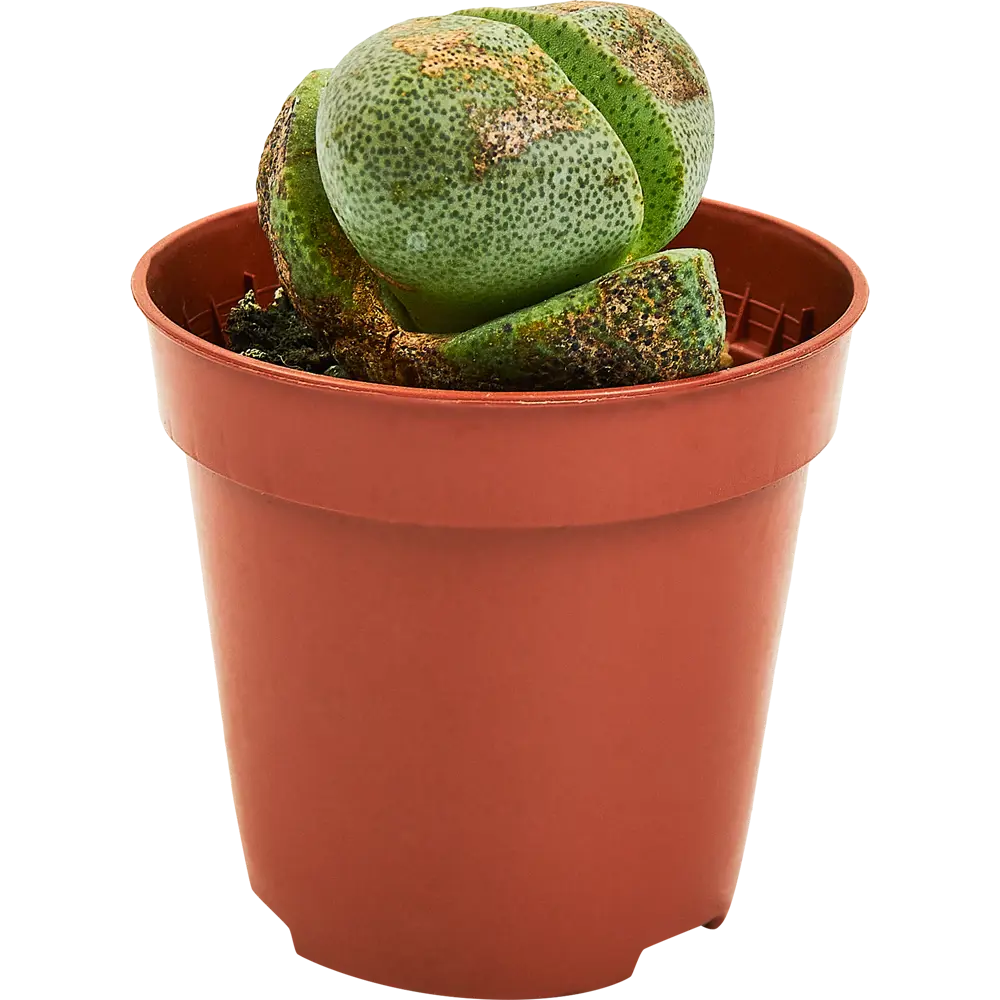 Santreyd Литопс микс - живые камни суккуленты 89352931 STLM-1471367 - Вид №2