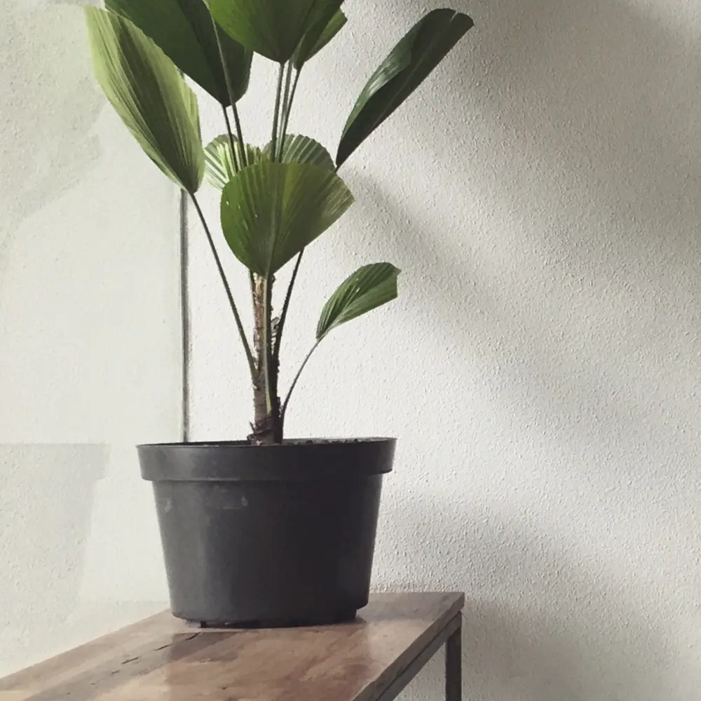 MAITRE DECO Colorix - декоративная краска с мозаичным эффектом для стен и потолков 83262259 STLM-0040009 - Вид №7