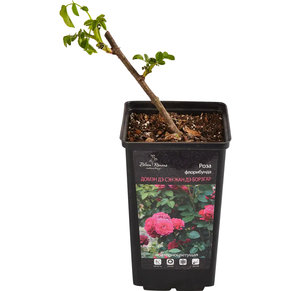 Роза Флорибунда Santreyd - пышное цветение с крупными соцветиями 84721375 STLM-0054016 - Вид №1