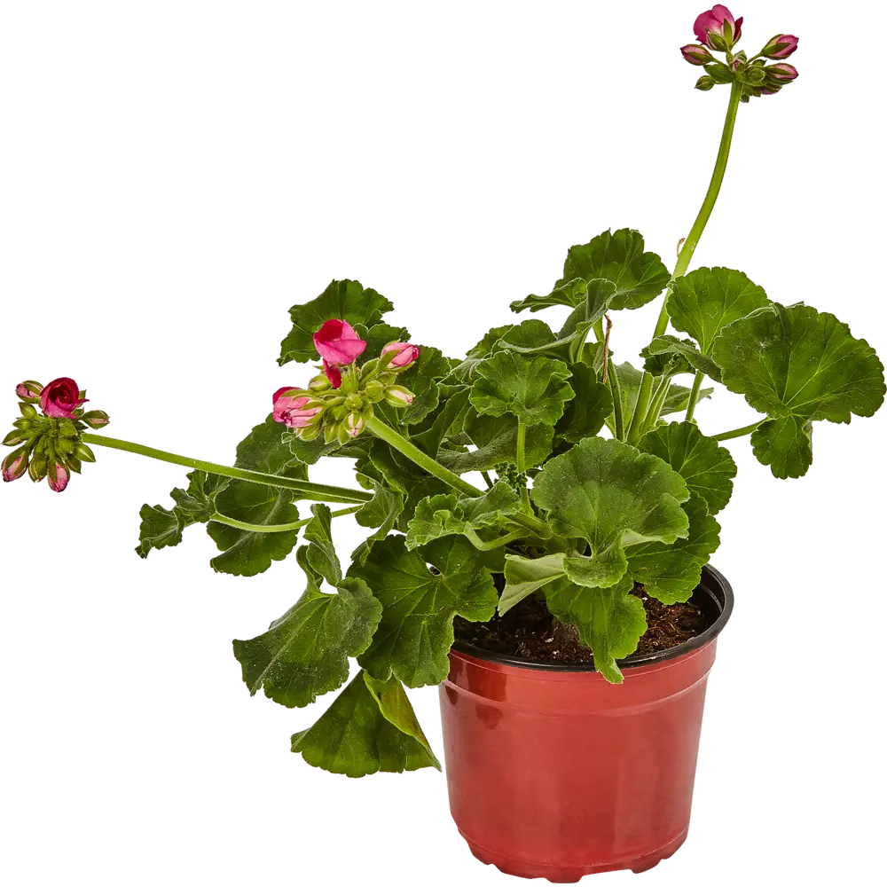 Герань Santreyd - яркое многолетнее растение для дома и сада 83248144 STLM-0039917