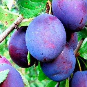 85608192 Слива Богатырская ø20 h140 см