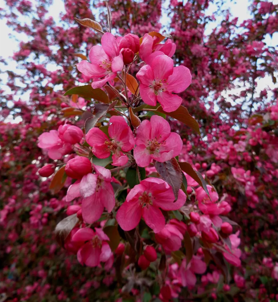 Santreyd Декоративная яблоня для садового дизайна 87811894