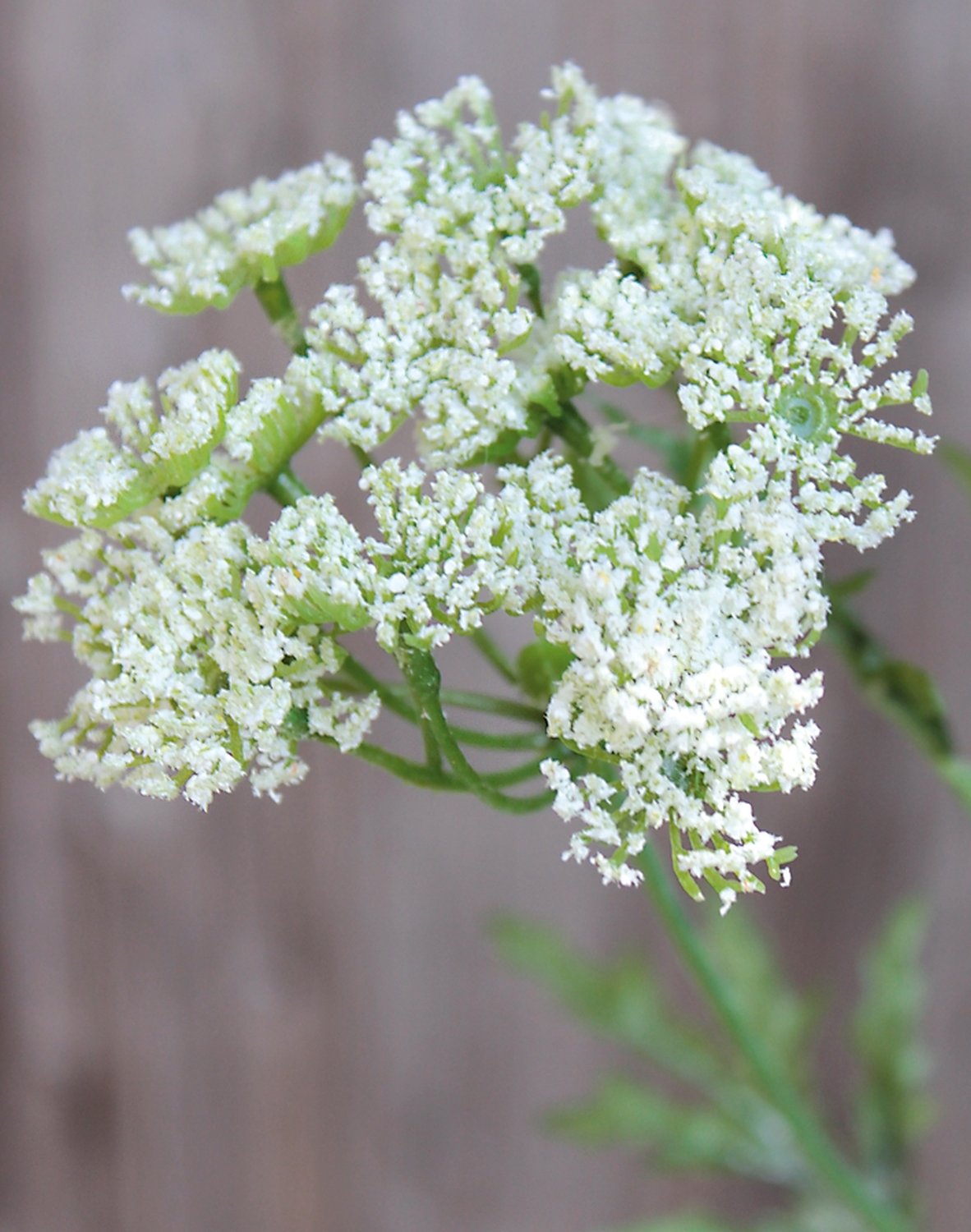 3535 777 a2 Шелковый тысячелистник, 3 цветка, 65 см, белый H-andreas  - Вид №1