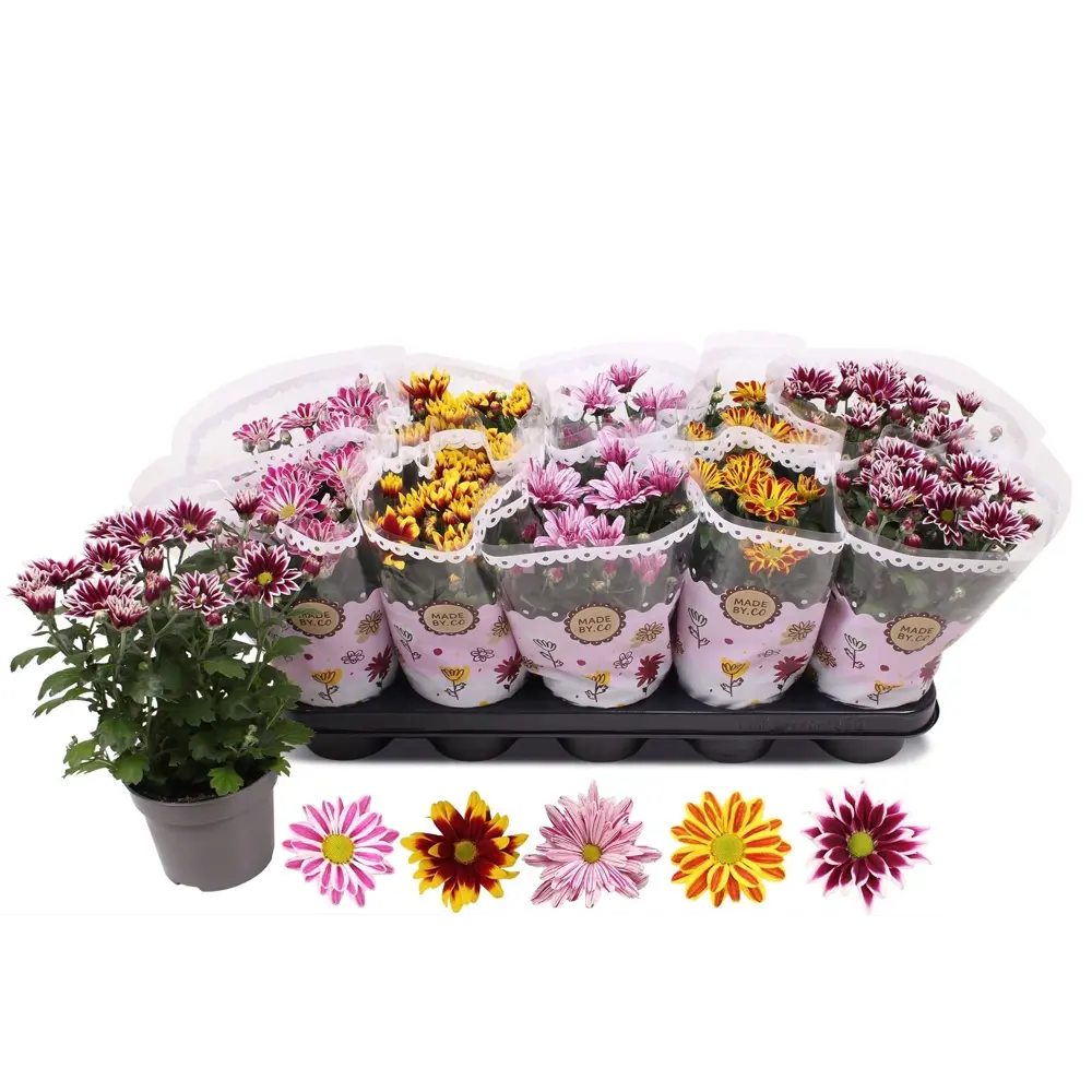 Santreyd Хризантема микс - многолетнее комнатное растение с круглогодичным цветением 86750233 STLM-1518295