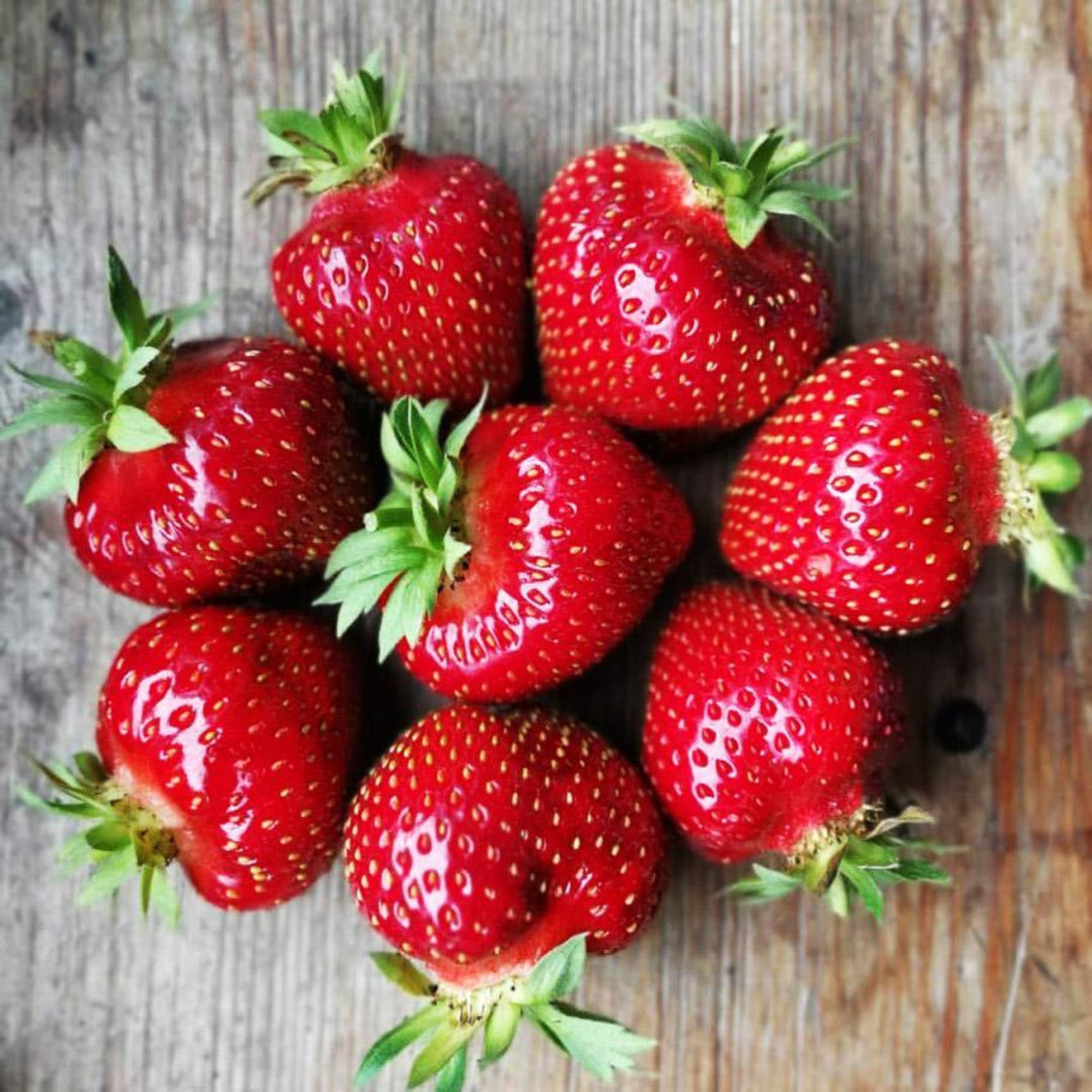 82596900 Земляника садовая «Зенга-Зенгана» C2 Santreyd  - Вид №2