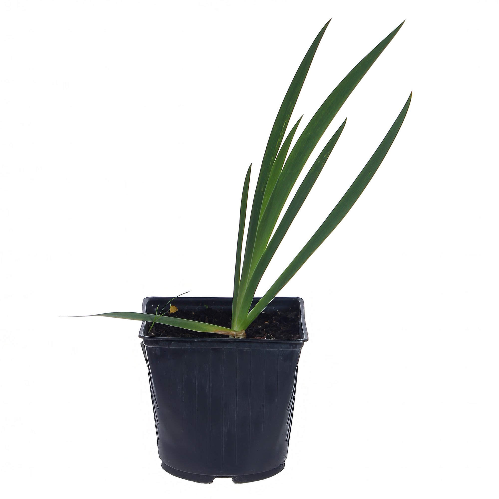 81954812 Ирис германский С1 «Бронз» Santreyd 