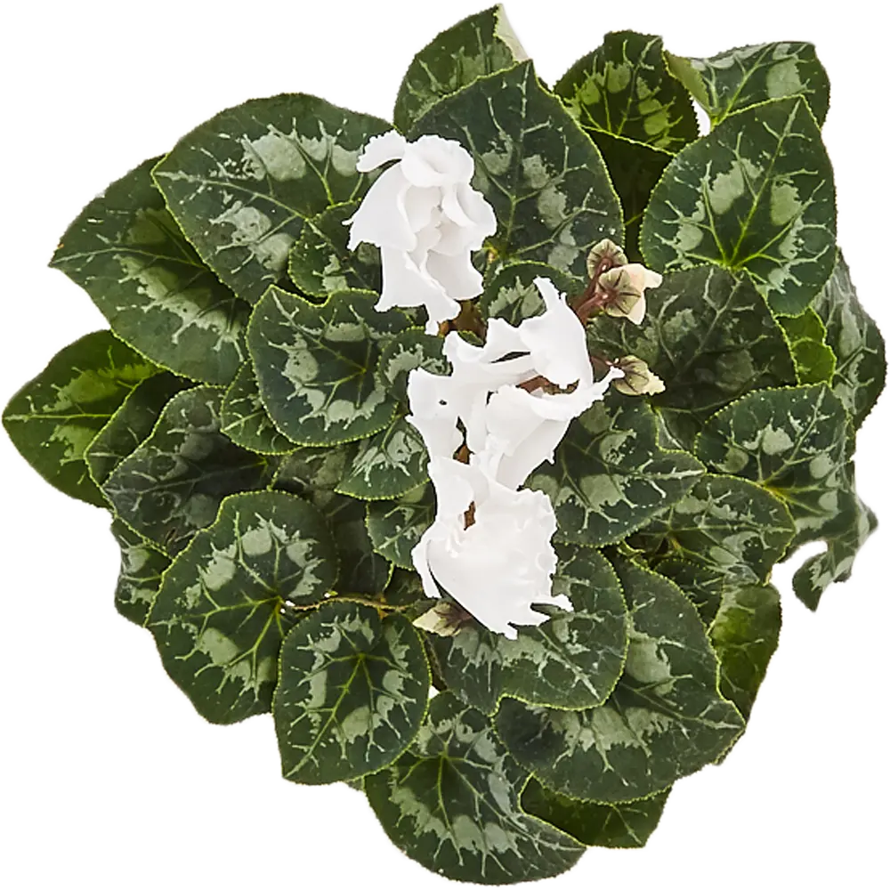 Цикламен микс Santreyd - изящное комнатное растение с мраморными листьями 82560405 STLM-0029938 - Вид №1