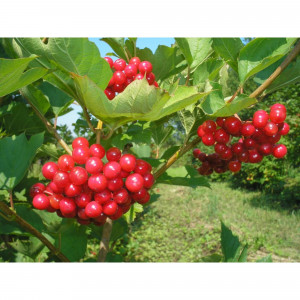 85607980 Калина плодовая Красная Гроздь ø15 h40 см