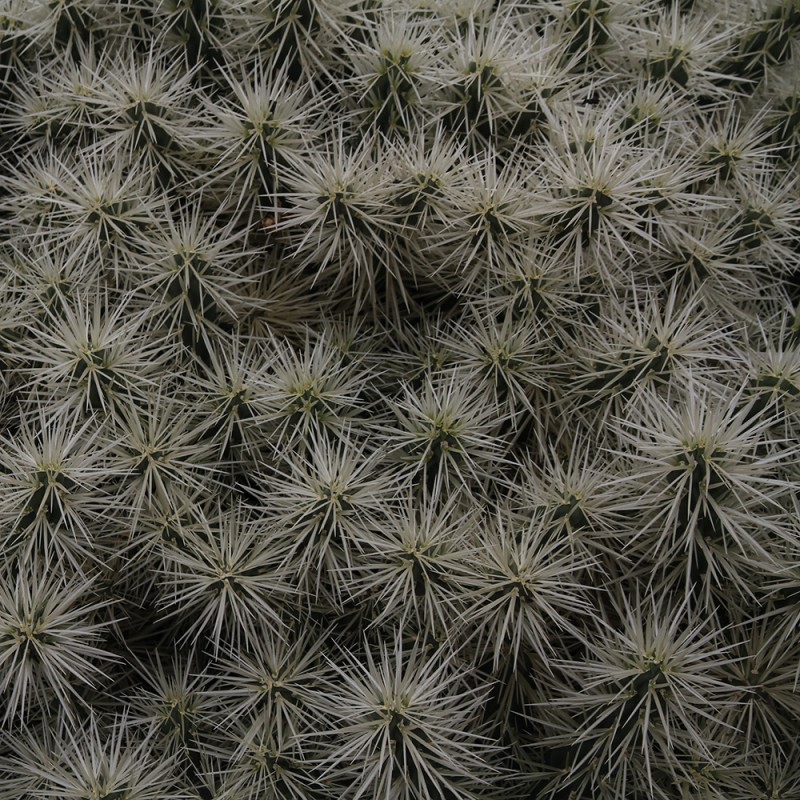 WP10014A Обои декоративные Adriani e Rossi 