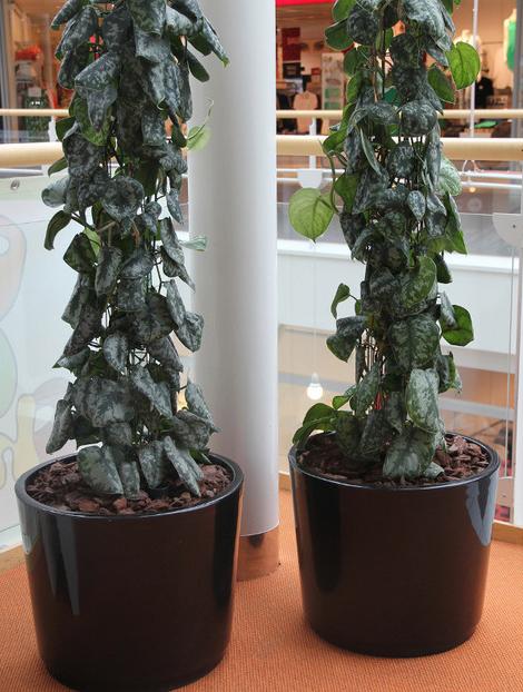 Nola Industrier Кашпо для общественных мест из стеклопластика Saturns pandora sun-id-1398513 - Вид №5