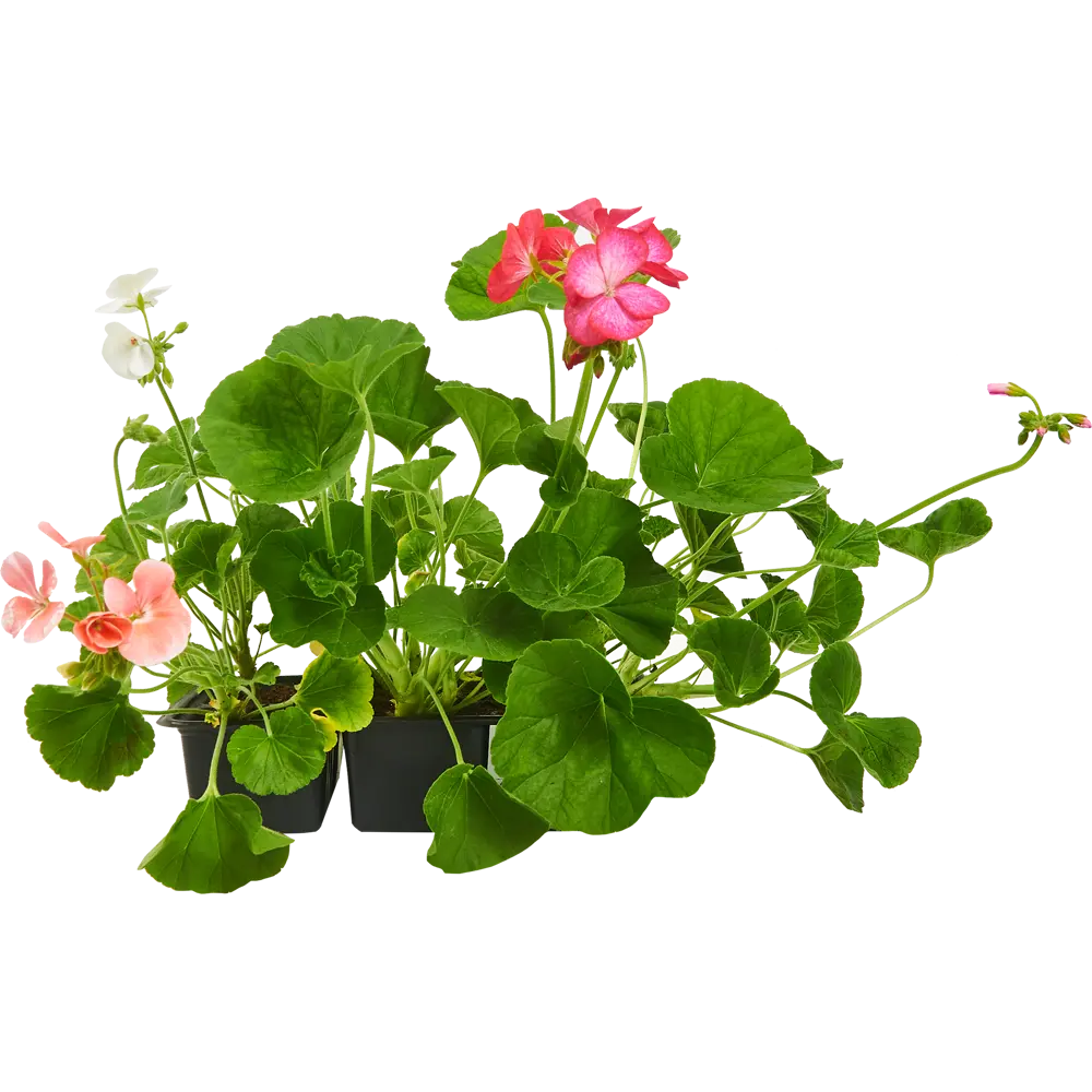 Santreyd: Пеларгония зональная в кассете для сада и интерьера 82678337 STLM-0033881