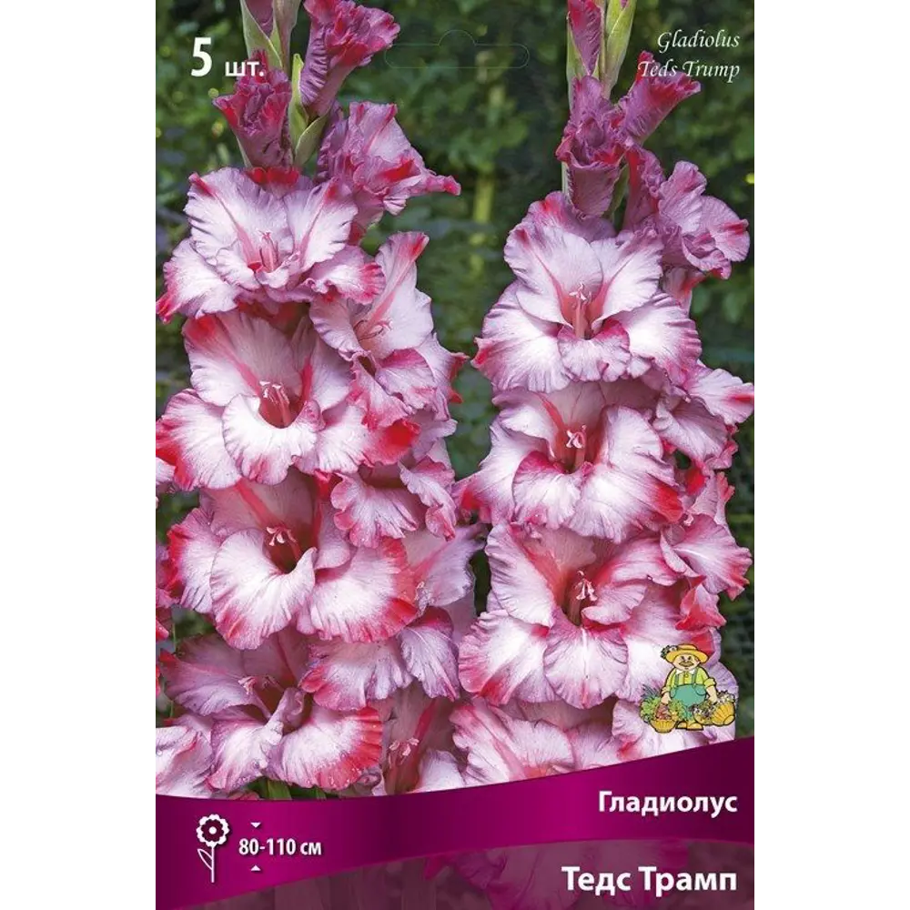 Луковицы гладиолуса Тедс Трамп, 5 шт. - разноцветные крупноцветковые 89351799 ПОИСК STLM-1583195