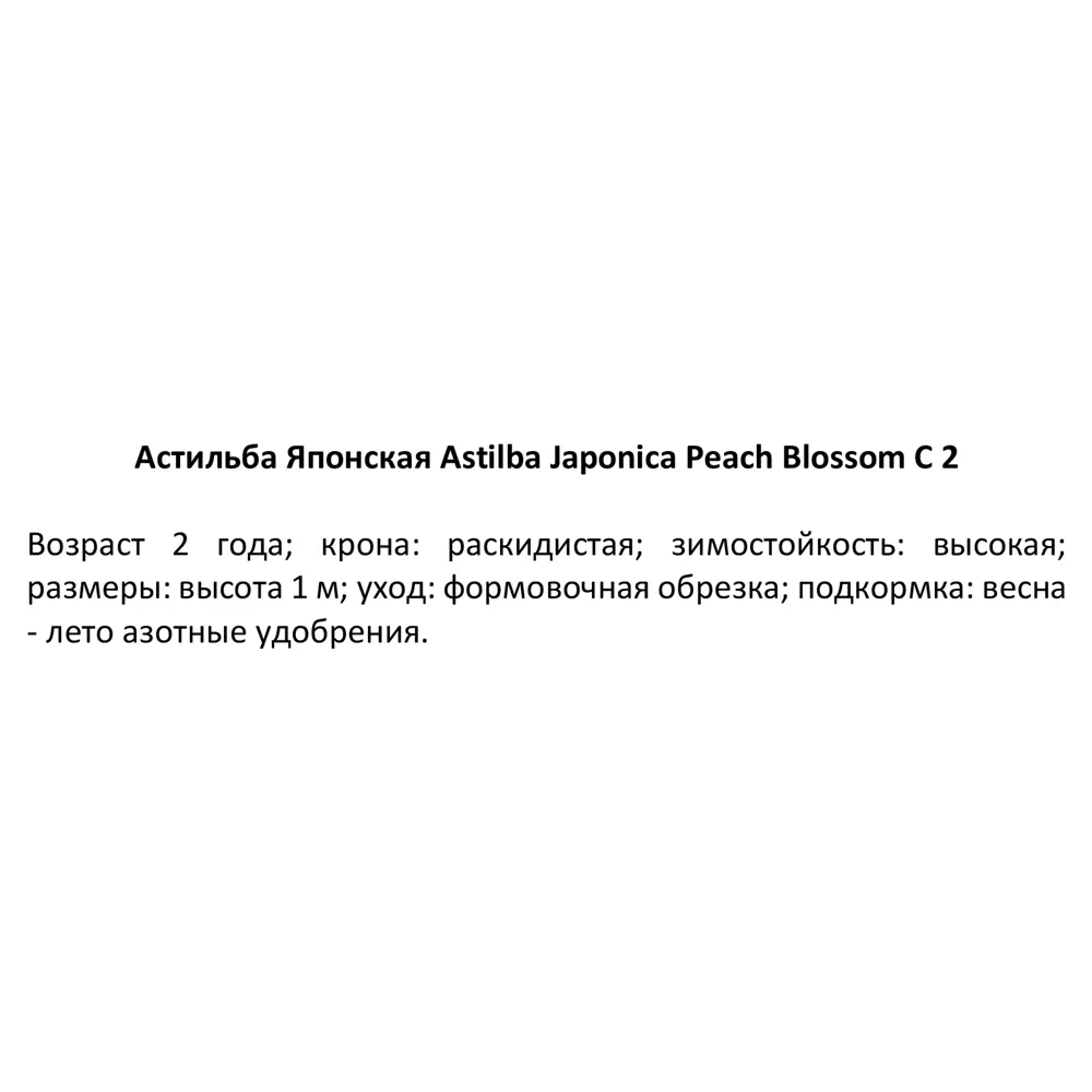 Астильба японская Пич Блоссом C2 ø15 h30 см 84406449 STLM-2104767 PLANTMARKET 