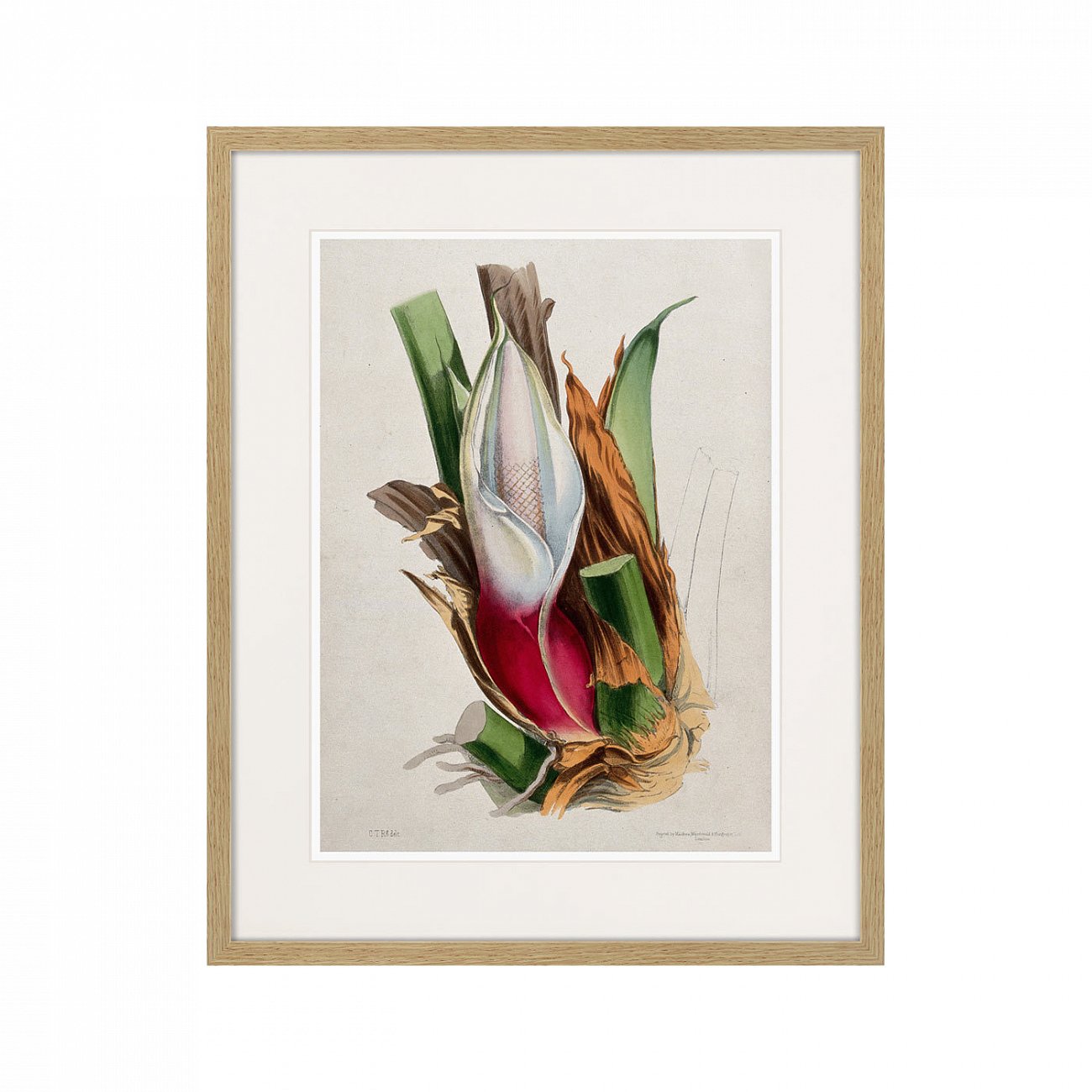 Картина в раме 52х42 см Exotic plants of the world №11, 1815г. КАРТИНЫ В КВАРТИРУ  264351 Зеленый;коричневый;красный;разноцветный  - Вид №1