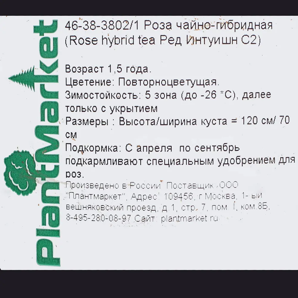 Роза чайно-гибридная «Интуишн» С2, цвет красный 81969320 STLM-2211428 PLANTMARKET  - Вид №2