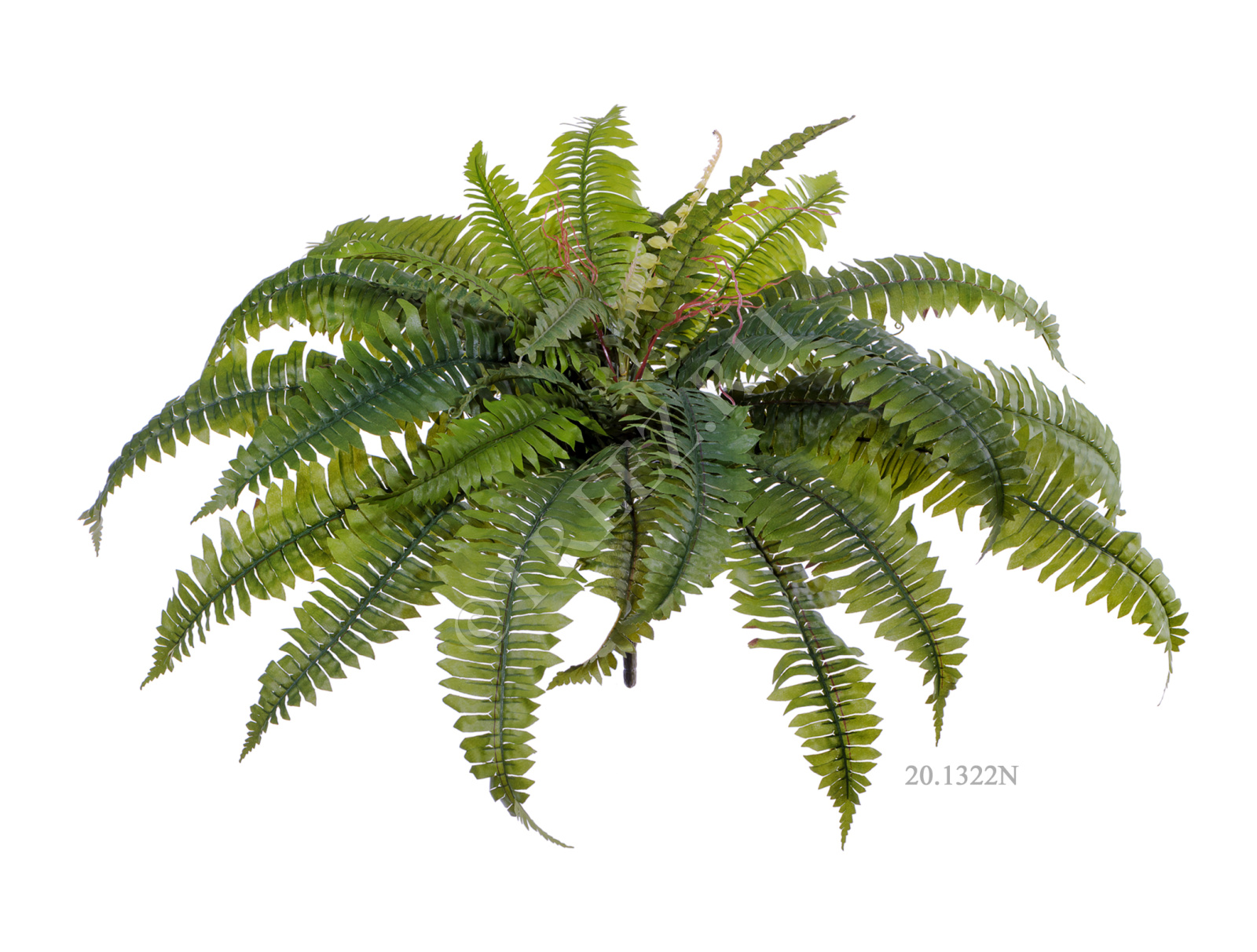 20.1320N Папоротник Бостон Цветочная коллекция  - Вид №3