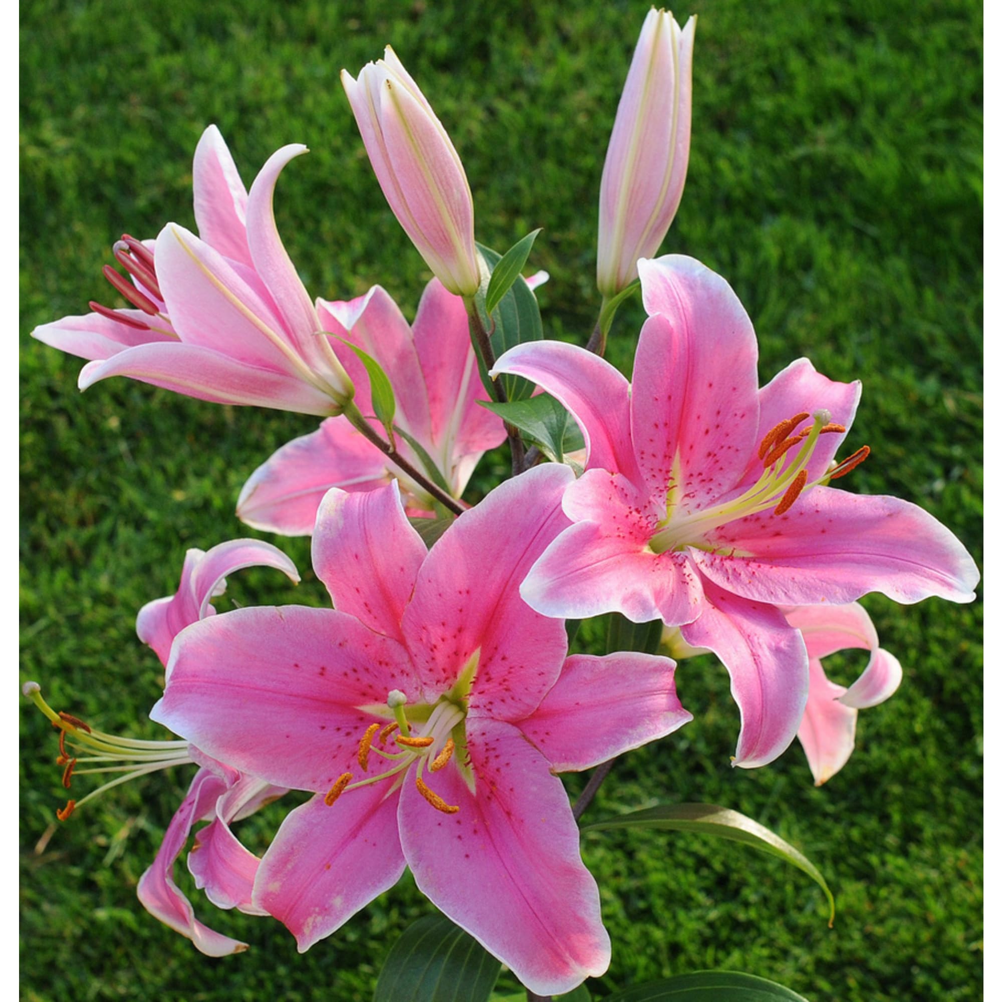 83760990 Лилия восточная Сорбонна луковица II Santreyd 