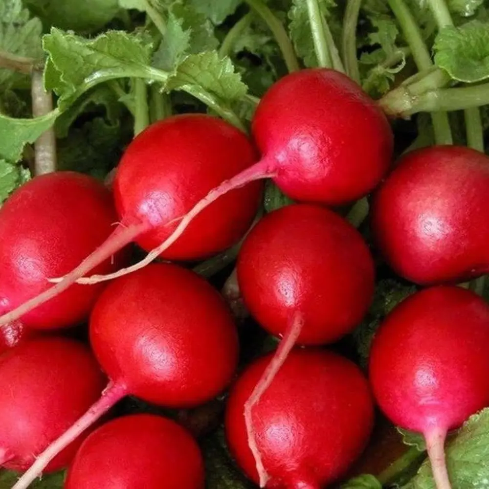 Семена редиса Жара от САДОК - ранний урожайный сорт 18580576