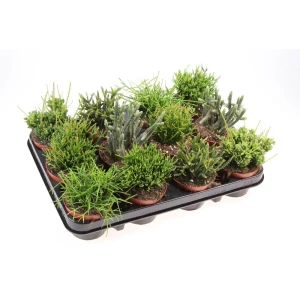 Рипсалис микс Santreyd - комнатное растение для современного интерьера 89400433