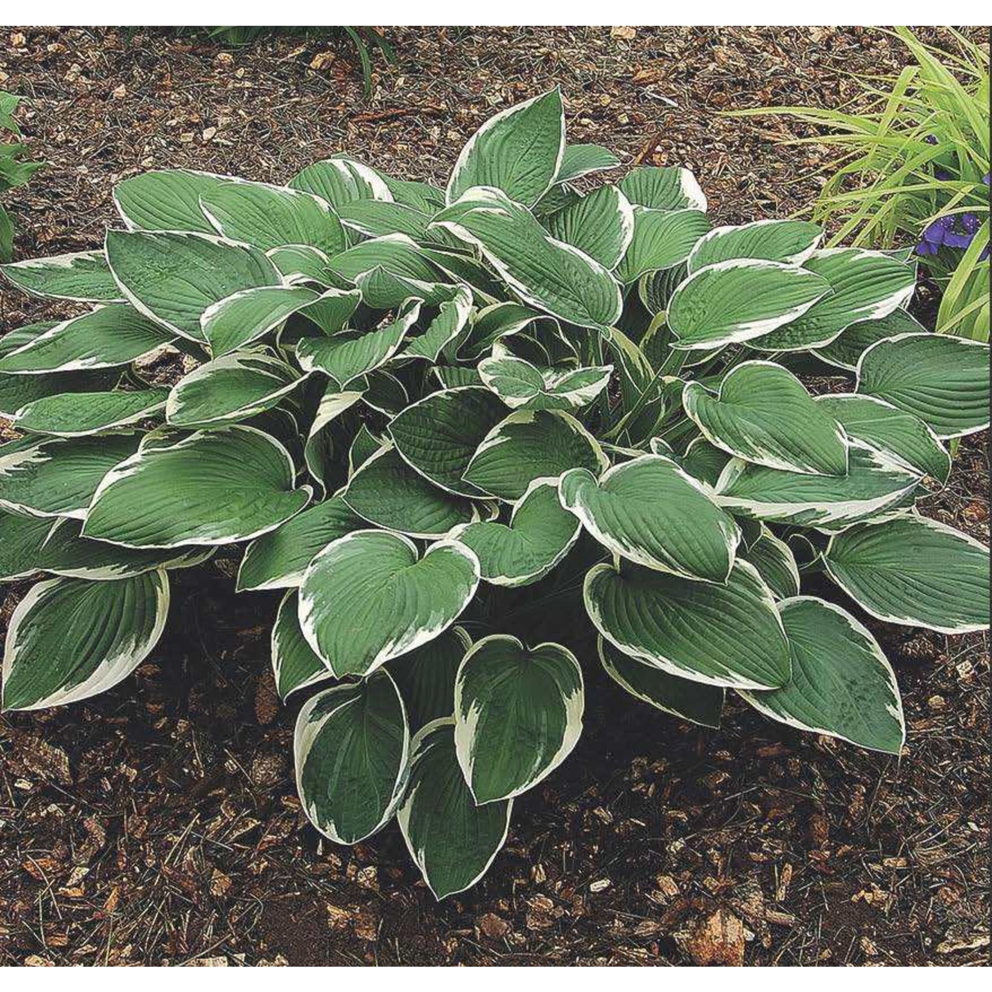 81968612 Хоста Форчуна «Франси», контейнер 1.5 л Santreyd 