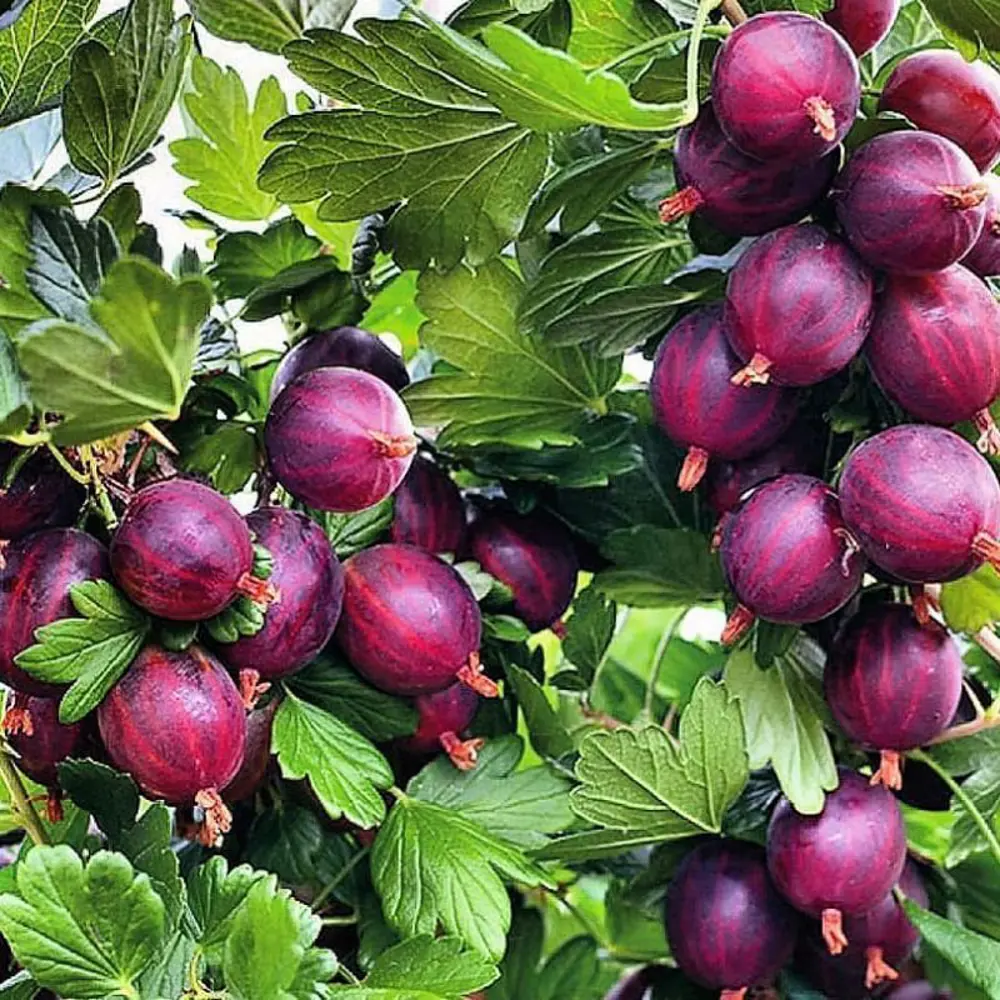 Santreyd Крыжовник микс - плодовый кустарник для сада 87718518 STLM-0075275 - Вид №3