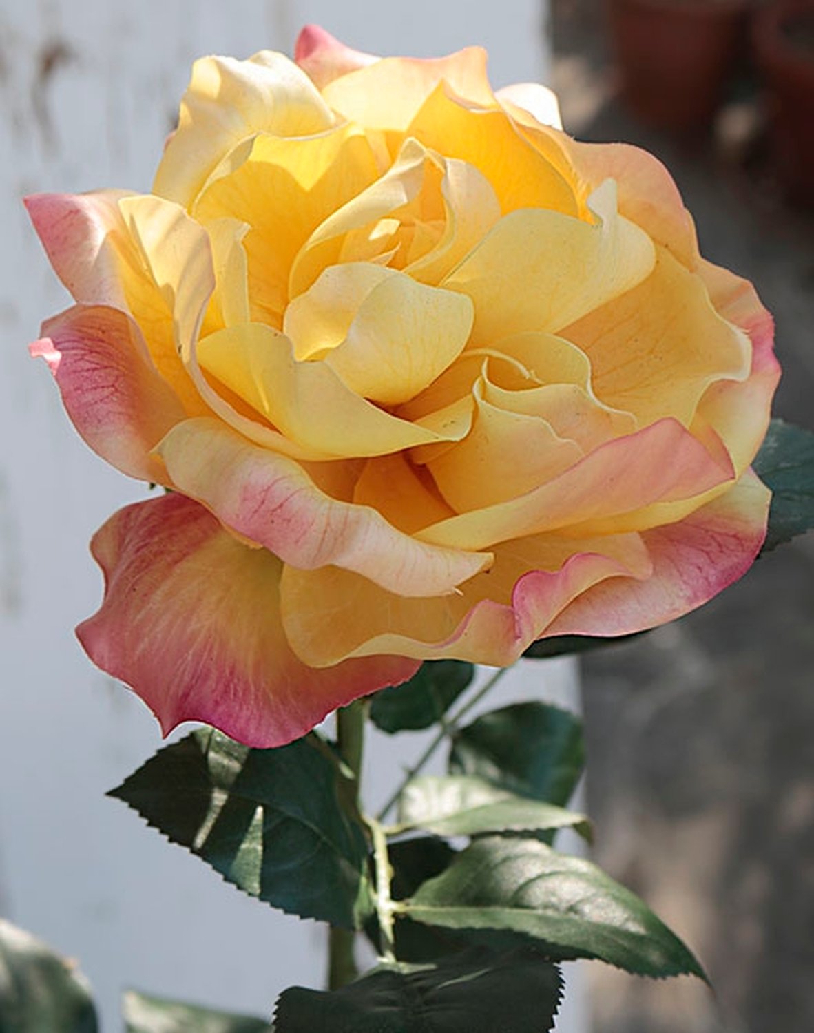 2312 304 a2 Шелковая роза колумбия, 80 см, real touch, желто-красная H-andreas  - Вид №2