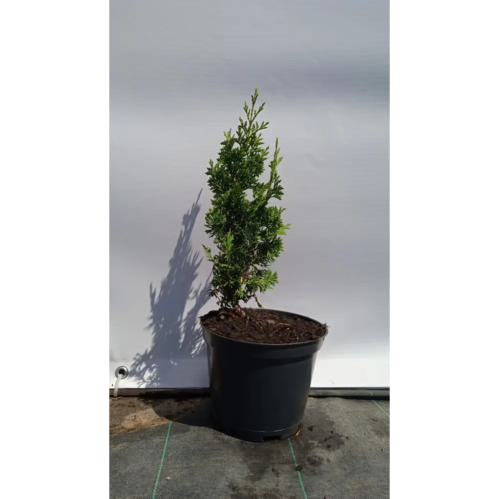 Туя западная Дегрут Спайр ø19 см h40-60 см 85088199 STLM-2151277 Santreyd 