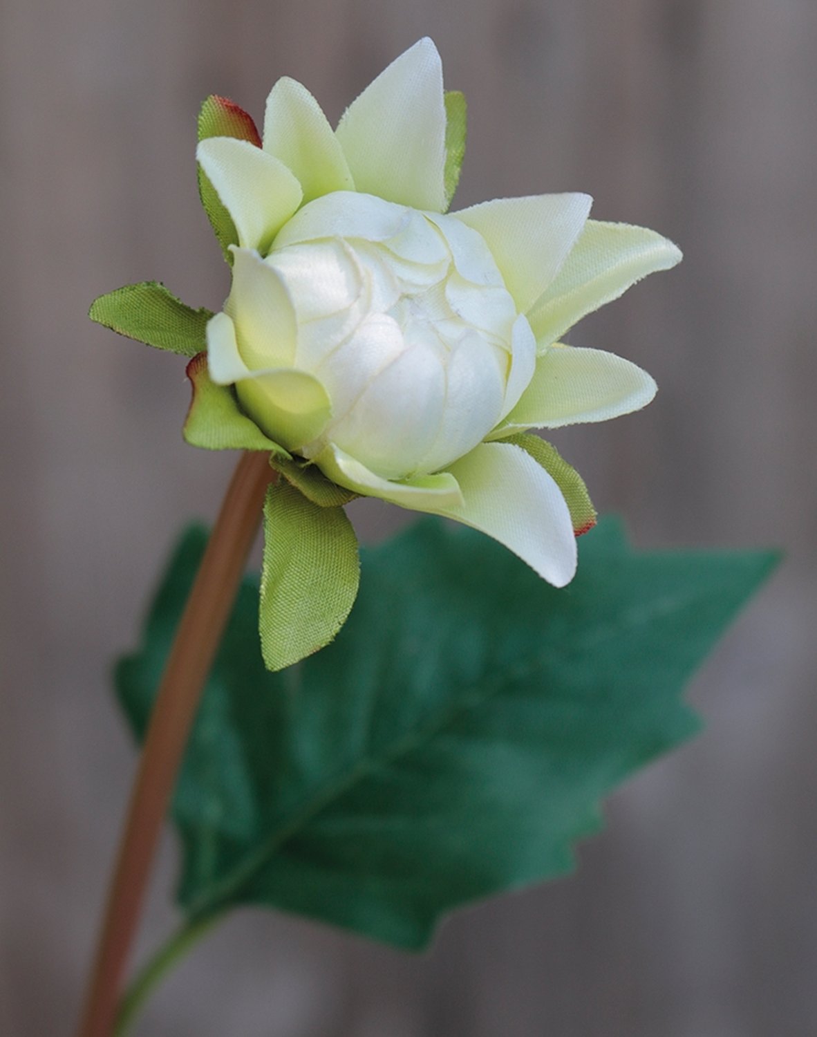 2451 778 a3 Пластиковый георгин, 56 см, бежево-белый H-andreas  - Вид №1