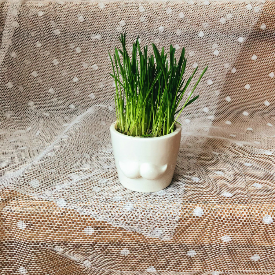 MIN-1-02 Набор для выращивания eco мини-кашпо «усы» Экочеловеки  - Вид №1