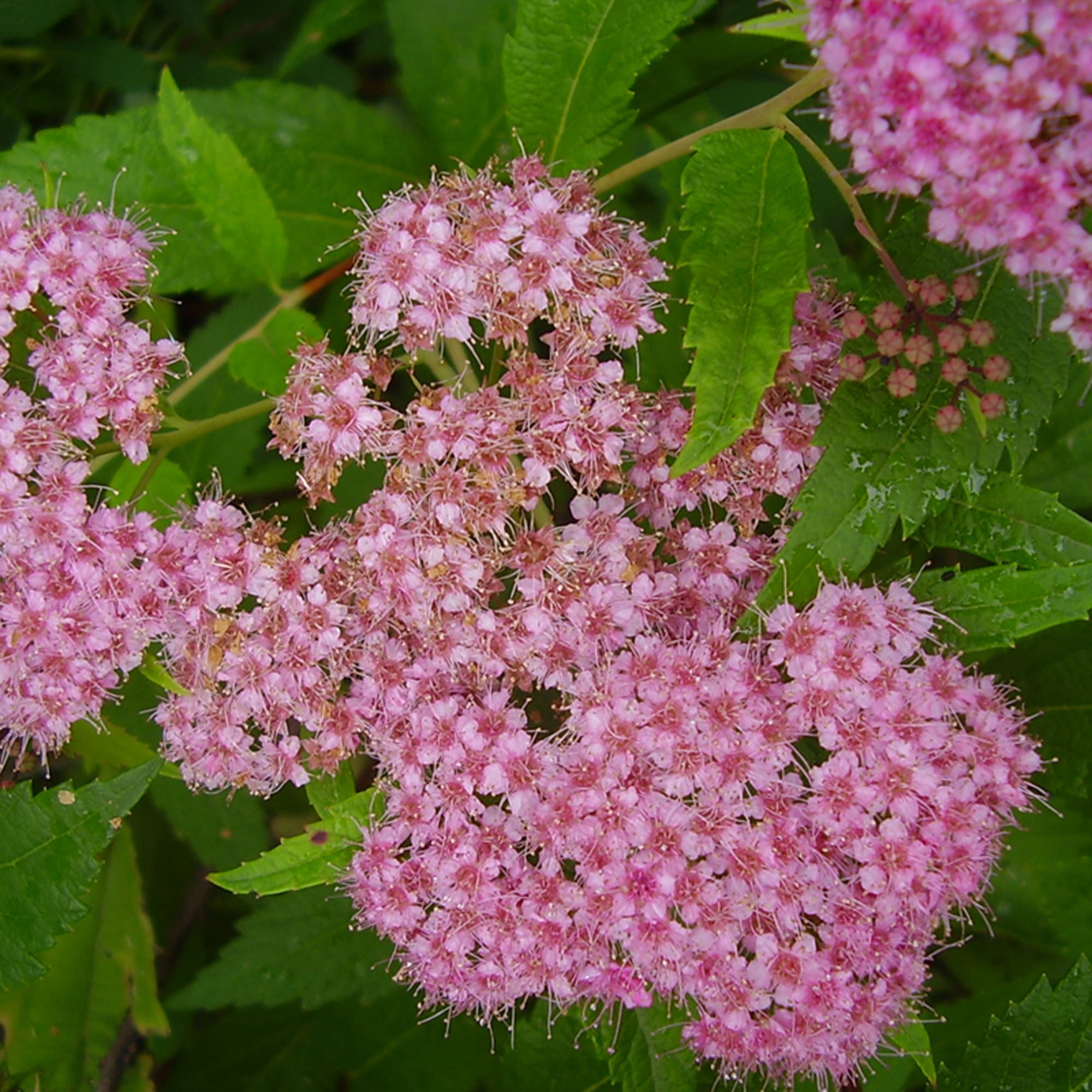 15711585 Спирея японская Альпина, P9 Santreyd  - Вид №1