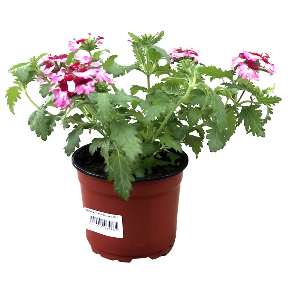 Вербена ø12 h20 см 89429768 STLM-2097159 Santreyd 