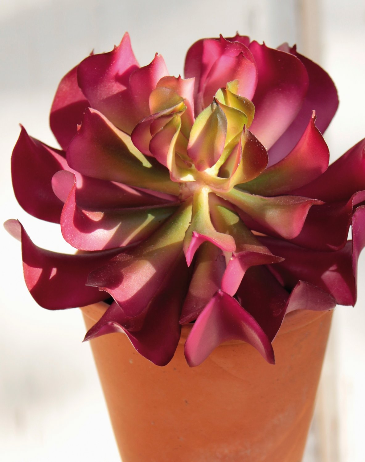 6487 849 a3 Эониум искусственный на палочке, 13 см, Ø 10 см, зелено-бордовый H-andreas  - Вид №2