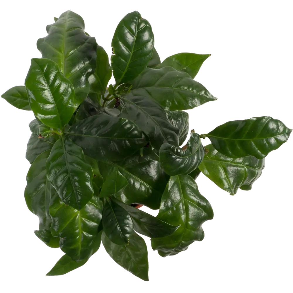 Кофе Арабика 12х25 см 13943956 STLM-2157838 Santreyd  - Вид №1