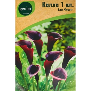 Калла Geolia Блэк Форист